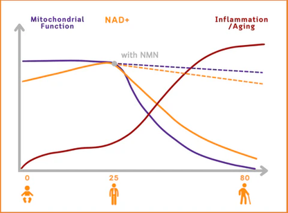 Bee Venom NMN Natural Repair Vaginal Capsules💗[Regulates hormone imbalance, obesity, acne, uterine fibroids and vaginal diseases]